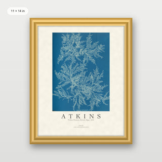 Atkins - Ptilota Plumosa Cyanotype