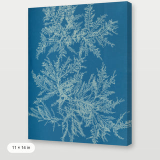 Atkins - Ptilota Plumosa Cyanotype