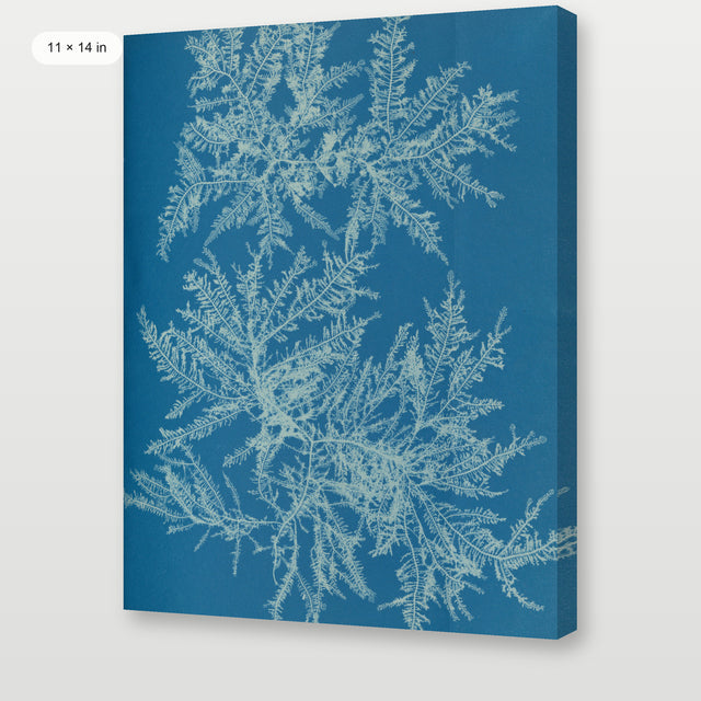 Atkins - Ptilota Plumosa Cyanotype, Gallery Wrap