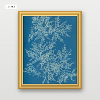 Atkins - Ptilota Plumosa Cyanotype