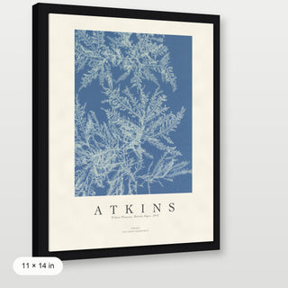 Atkins - Ptilota Plumosa Cyanotype