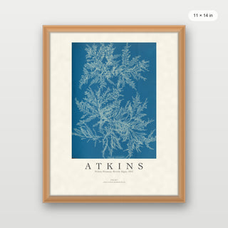 Atkins - Ptilota Plumosa Cyanotype