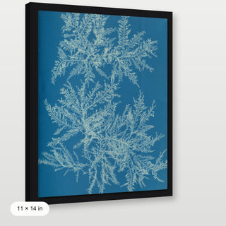 Atkins - Ptilota Plumosa Cyanotype