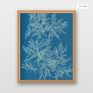 Atkins - Ptilota Plumosa Cyanotype