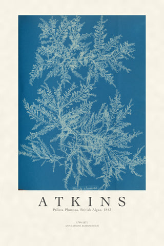 Atkins - Ptilota Plumosa Cyanotype