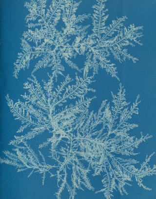 Atkins - Ptilota Plumosa Cyanotype
