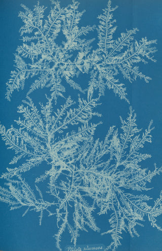Atkins - Ptilota Plumosa Cyanotype