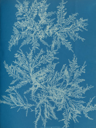 Atkins - Ptilota Plumosa Cyanotype