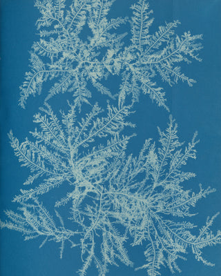 Atkins - Ptilota Plumosa Cyanotype