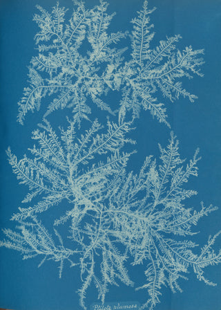 Atkins - Ptilota Plumosa Cyanotype