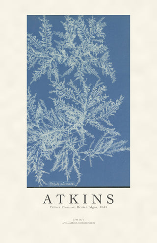 Atkins - Ptilota Plumosa Cyanotype