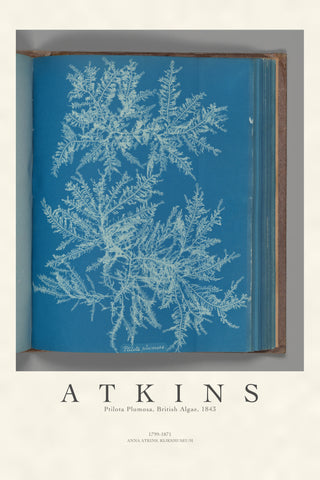 Atkins - Ptilota Plumosa Cyanotype