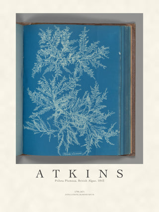 Atkins - Ptilota Plumosa Cyanotype