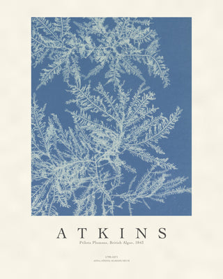 Atkins - Ptilota Plumosa Cyanotype