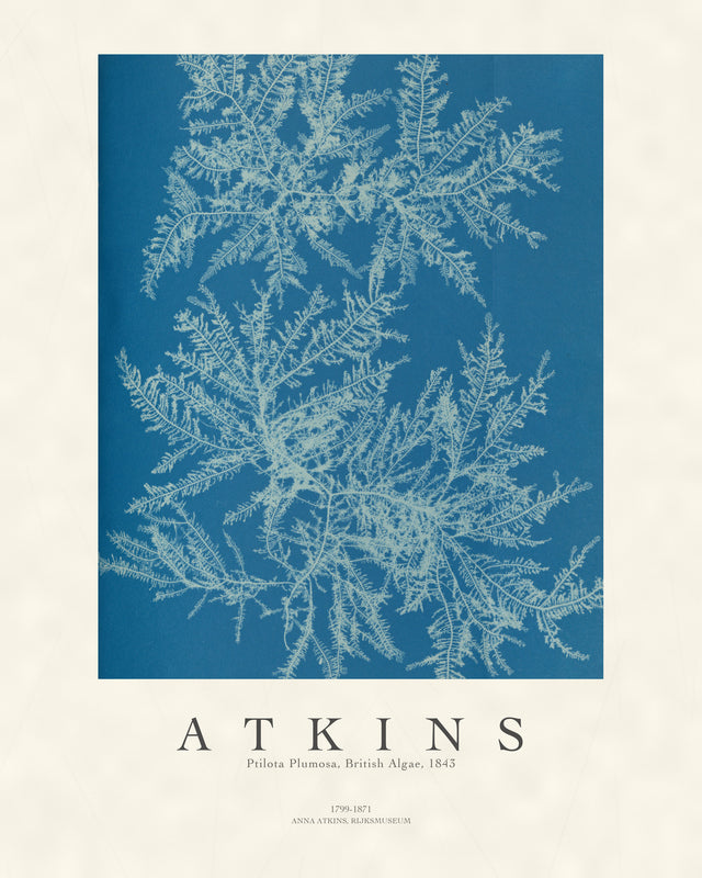 Atkins - Ptilota Plumosa Cyanotype, Gallery Style