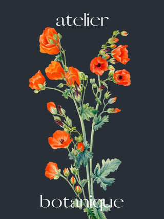 Atelier Botanique P1