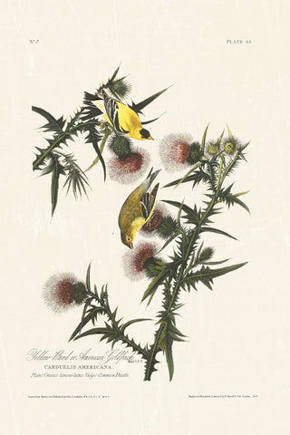 Audubon - American Goldfinch