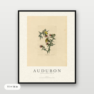 Audubon - American Goldfinch