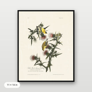 Audubon - American Goldfinch