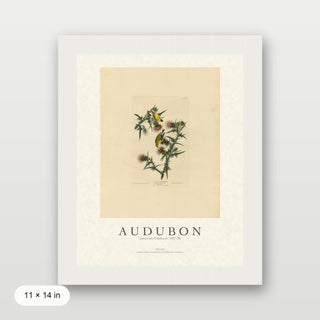 Audubon - American Goldfinch