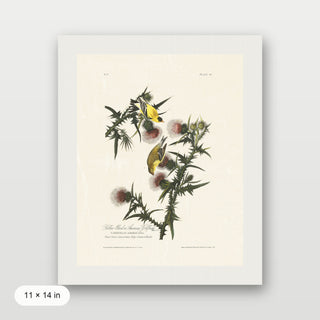 Audubon - American Goldfinch