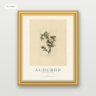 Audubon - American Goldfinch