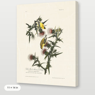 Audubon - American Goldfinch
