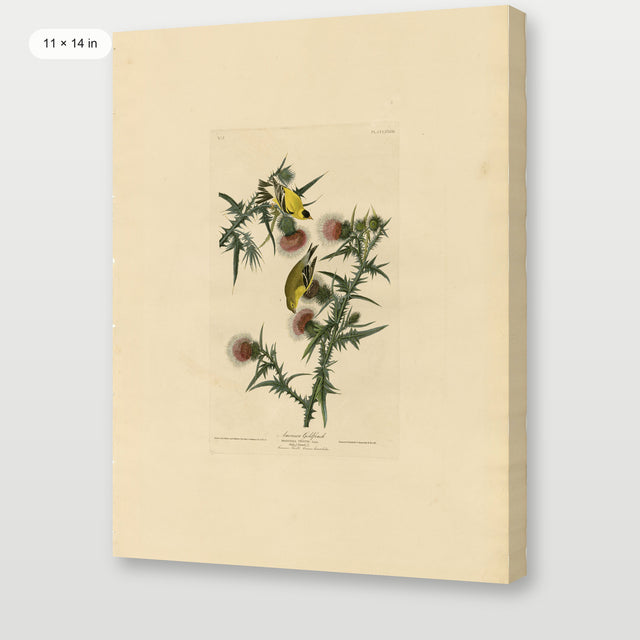 Audubon - American Goldfinch, Gallery Wrap