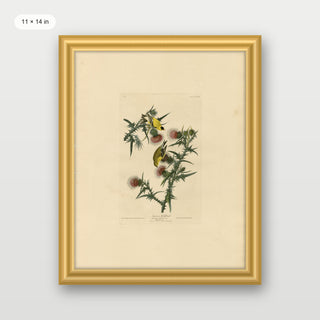 Audubon - American Goldfinch