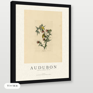 Audubon - American Goldfinch