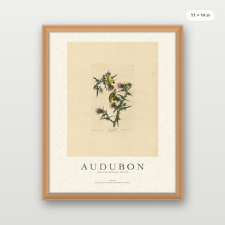 Audubon - American Goldfinch