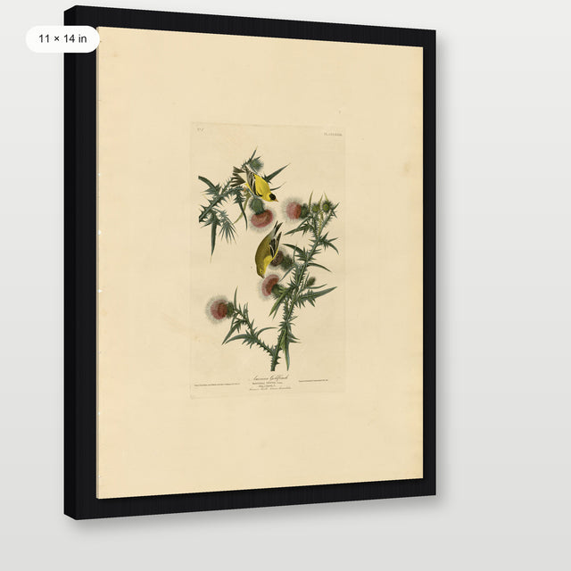 Audubon - American Goldfinch, Black Floater Frame
