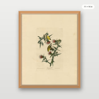 Audubon - American Goldfinch