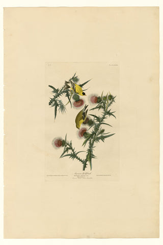 Audubon - American Goldfinch