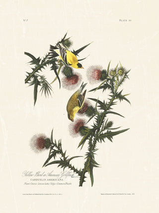 Audubon - American Goldfinch