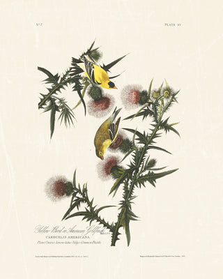 Audubon - American Goldfinch