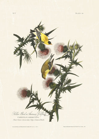Audubon - American Goldfinch