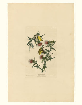 Audubon - American Goldfinch