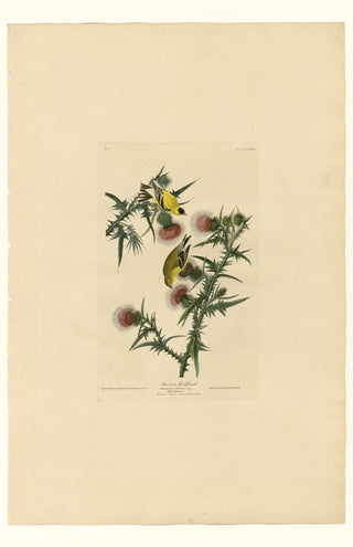 Audubon - American Goldfinch