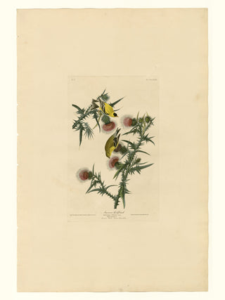 Audubon - American Goldfinch