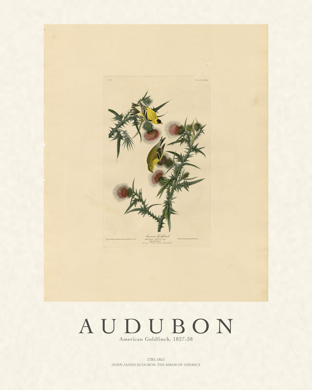 Audubon - American Goldfinch, Gallery Style