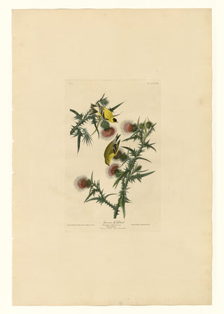 Audubon - American Goldfinch