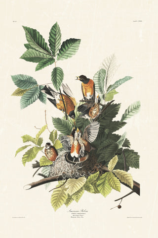Audubon - American Robin