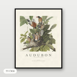 Audubon - American Robin