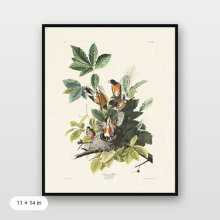 Audubon - American Robin