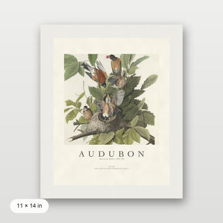 Audubon - American Robin