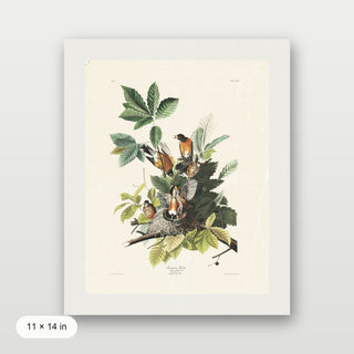 Audubon - American Robin