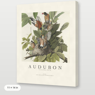 Audubon - American Robin