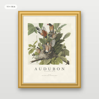 Audubon - American Robin
