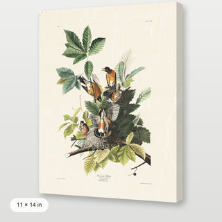 Audubon - American Robin